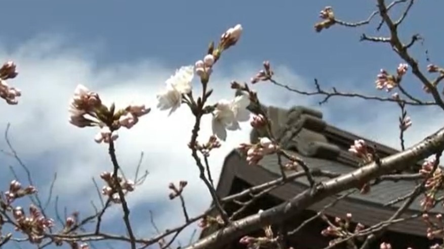В Токио официално започна сезонът на сакурите Началото беше обявено от